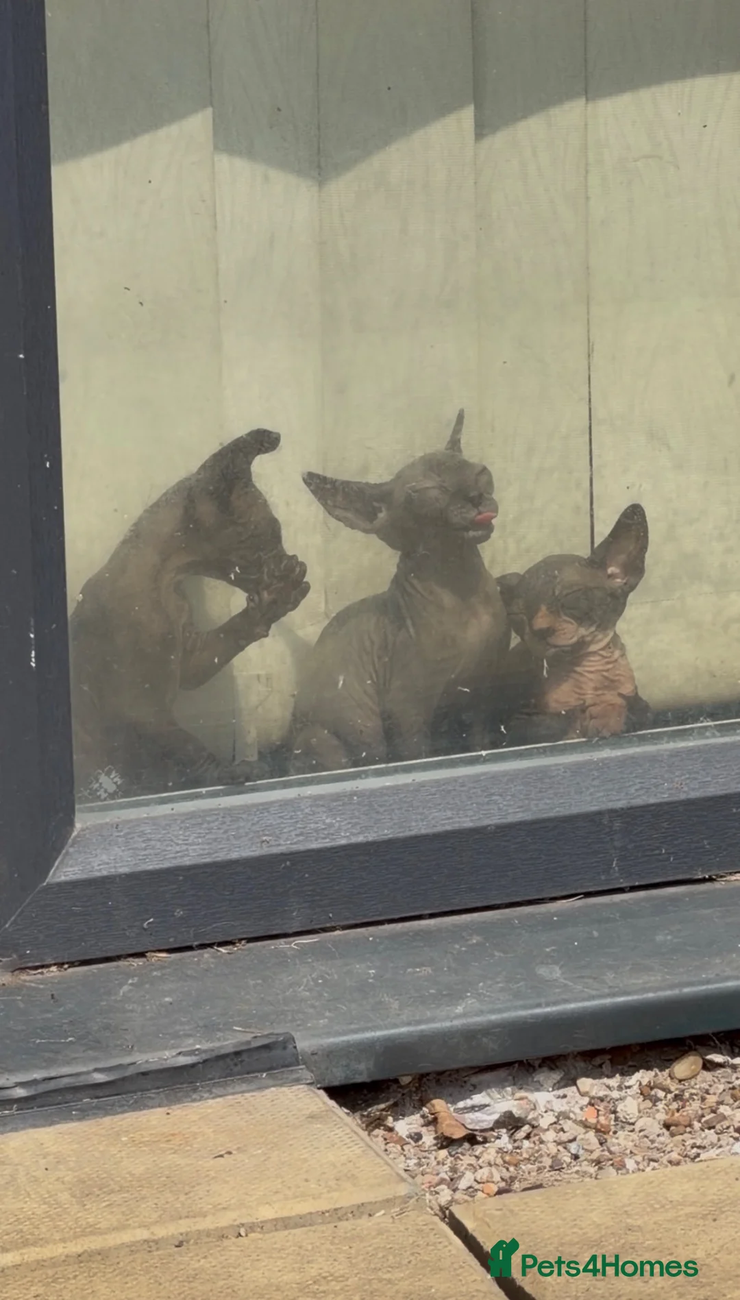 Sphynx cats for sale: 🐾 Beautiful Sphynx Kittens – Ready to Leave Now - Advert 2