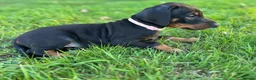 Dobermann dogs for sale: KC  reg Dobermann puppies  - Advert 10