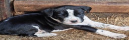 Mixed Breed dogs for sale: Boxmatian - Advert 6
