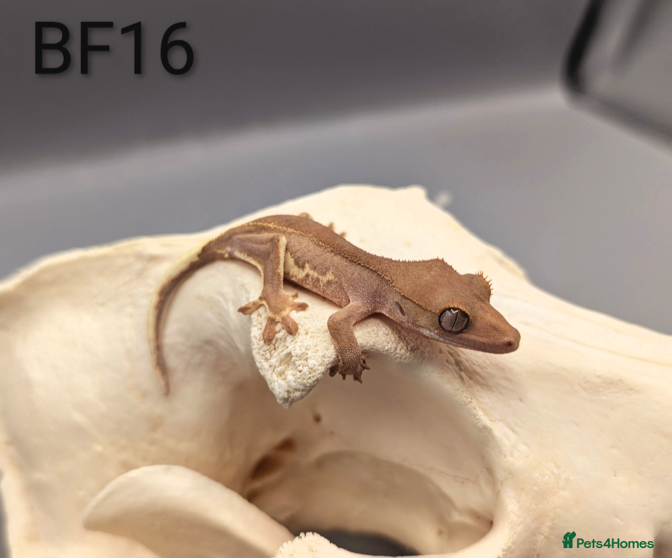 Gecko reptiles Red Lily White Crested Gecko CB25  - Advert 1