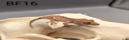 Gecko reptiles for sale: Red Lily White Crested Gecko CB25  - Advert 1