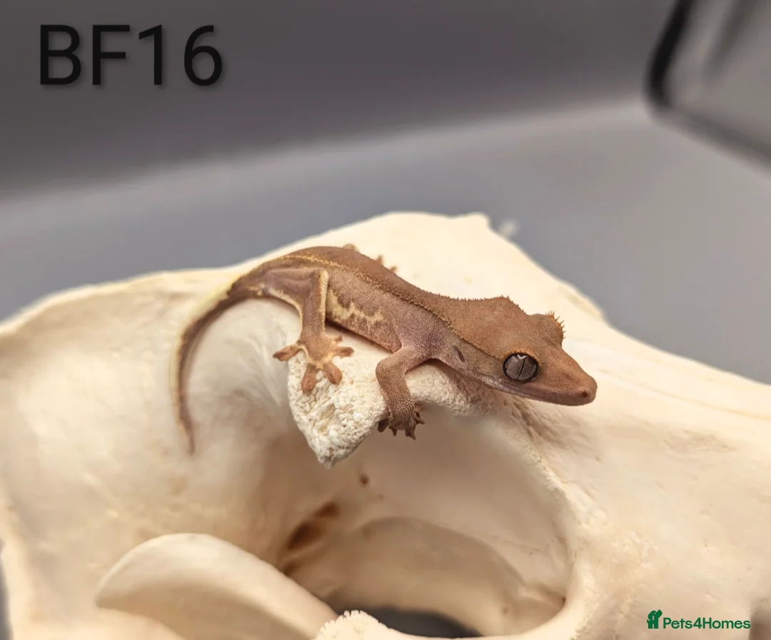 Gecko reptiles for sale: Red Lily White Crested Gecko CB25  - Advert 1