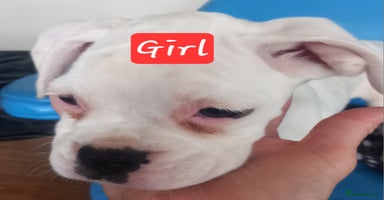 Boxer dogs - Advert 2
