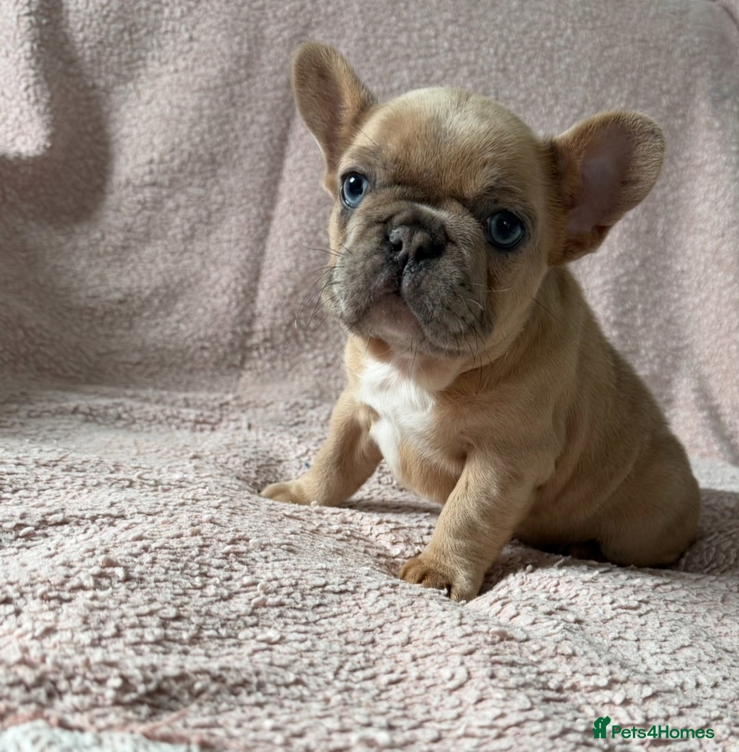 Fawn merle French Bulldog Puppies for sale Pets4Homes - Main Image