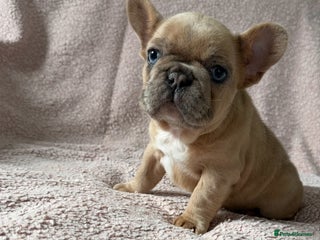 French Bulldog dogs - Advert 19