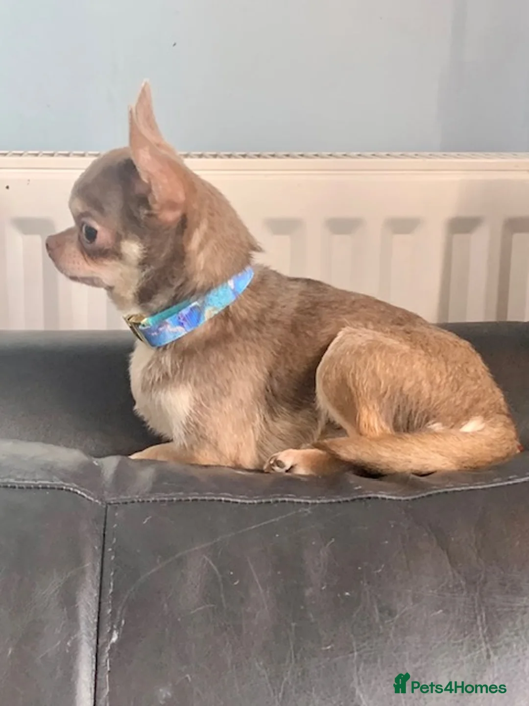 Chihuahua dogs for stud:  K.C Reg Choc Smooth for stud duties only NFS in Dagenham - Advert 3