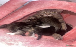 Mixed Breed cats for sale: 2 beautiful kittens left mixed breed - Image 10