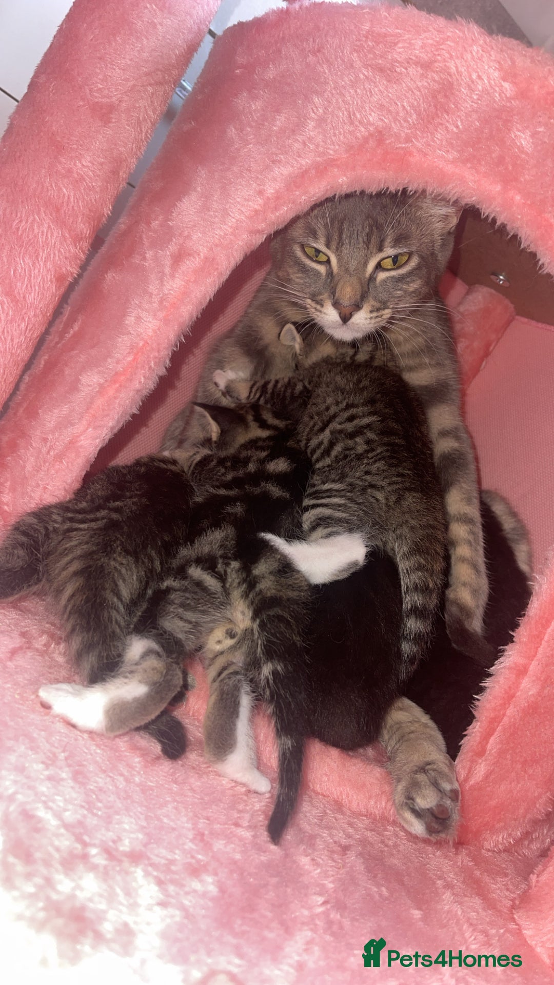 Mixed Breed cats for sale: 2 beautiful kittens left mixed breed - Image 10