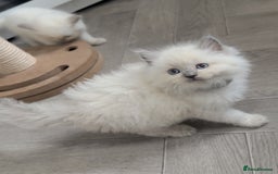 Ragdoll cats for sale: Blue Point Ragdoll Kittens!  - Advert 15