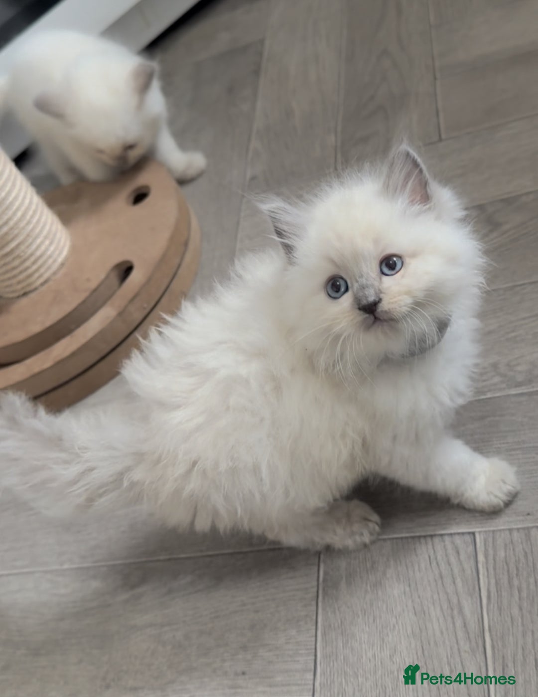 Ragdoll cats for sale: Blue Point Ragdoll Kittens!  - Advert 15