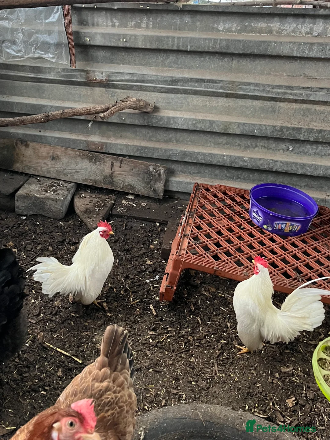 Chickens poultry for sale: Serama Hens & Cockerels - Advert 5