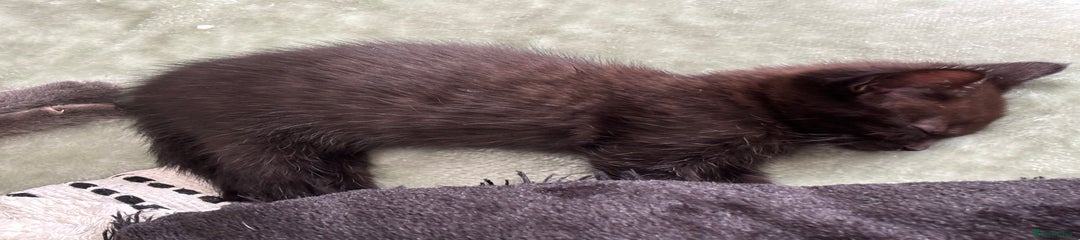 Mixed Breed Kitten 5