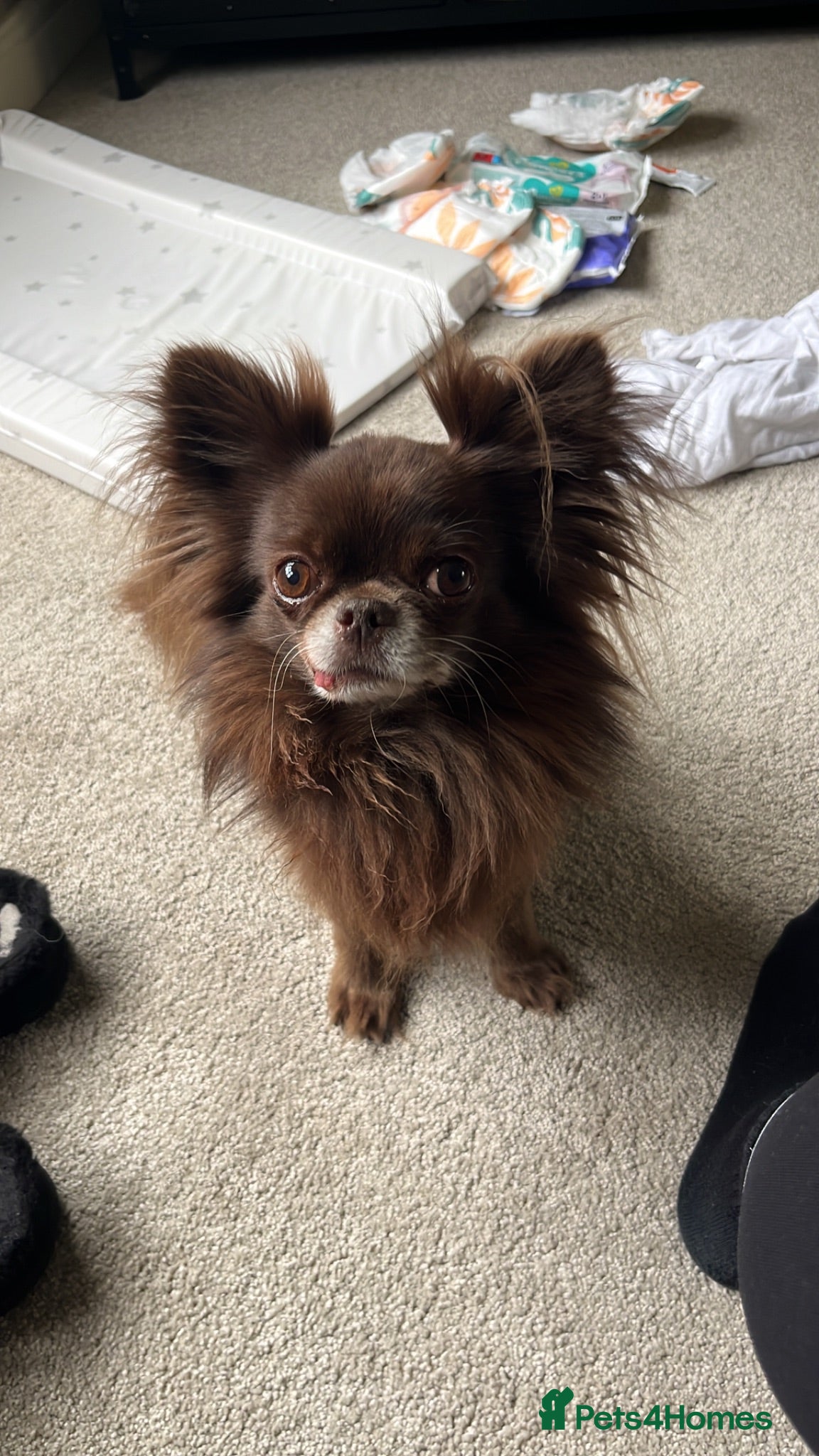 Chihuahua dogs 6yr male KC reg chihuahua  - Advert 12