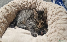 Domestic Shorthair cats for sale: 6 Adorable DSH kittens! Ginger & tabby babies ❤️  - Image 10