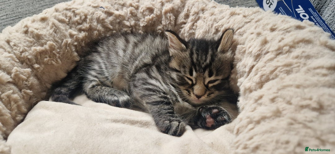 Domestic Shorthair cats for sale: 6 Adorable DSH kittens! Ginger & tabby babies ❤️  - Image 10