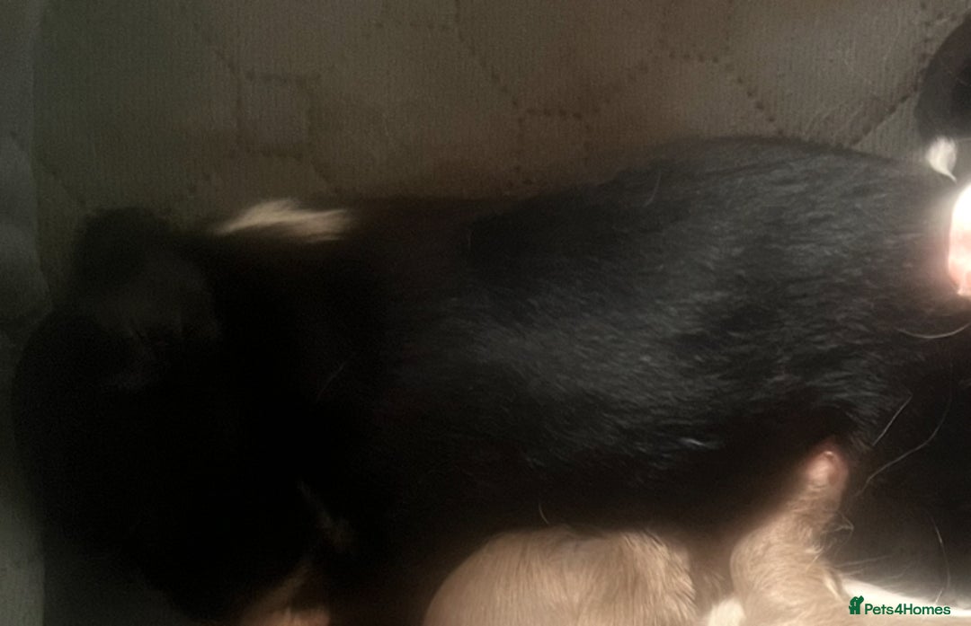 Chihuahua dogs for sale: Long haired KC chihuahuas  - Image 8