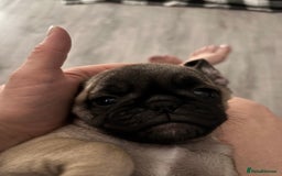 Pug dogs for sale: Puppies - Image 6