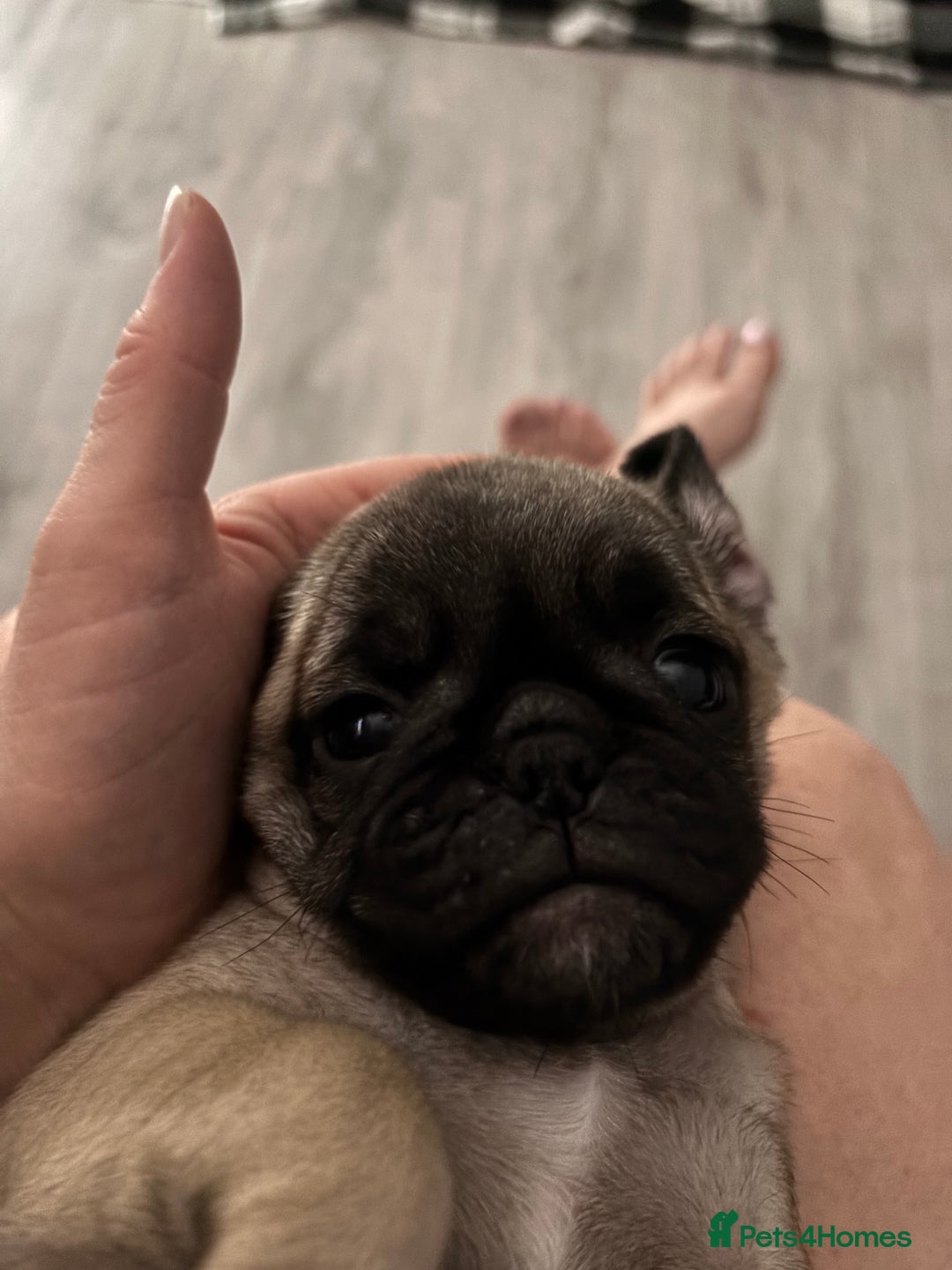 Pug dogs for sale: Puppies - Image 6