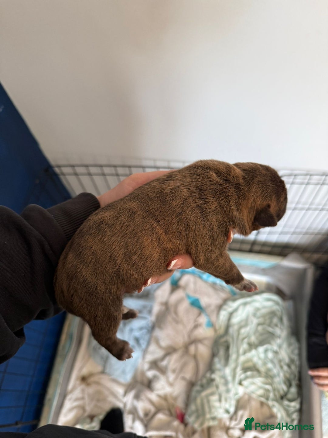 Staffordshire Bull Terrier dogs for sale: Staffordshire terrier  - Image 9