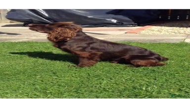 Cocker Spaniel dogs - Advert 2