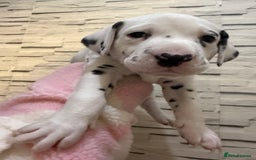 Dalmatian dogs for sale: 2 beautiful Dalmatian puppies 1 female 1 male - Image 2
