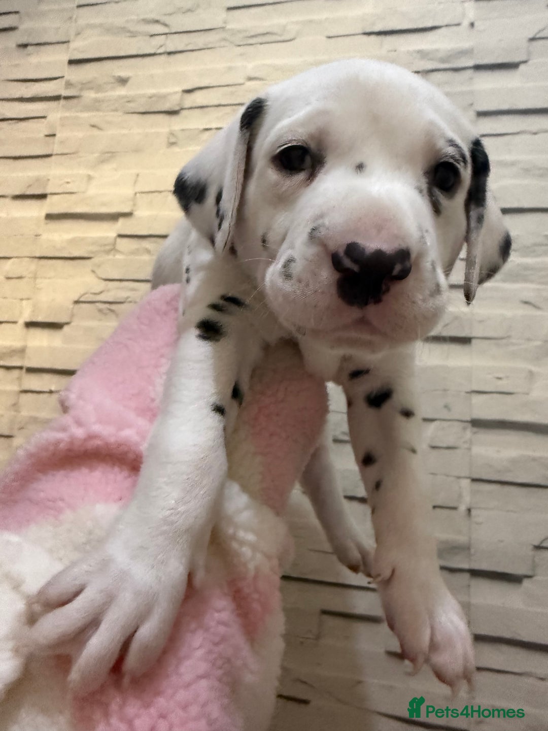 Dalmatian dogs for sale: 2 beautiful Dalmatian puppies 1 female 1 male - Image 2