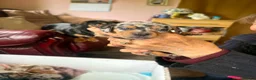 Dachshund dogs for sale: Minature dachshund pups  in Glenrothes - Advert 3