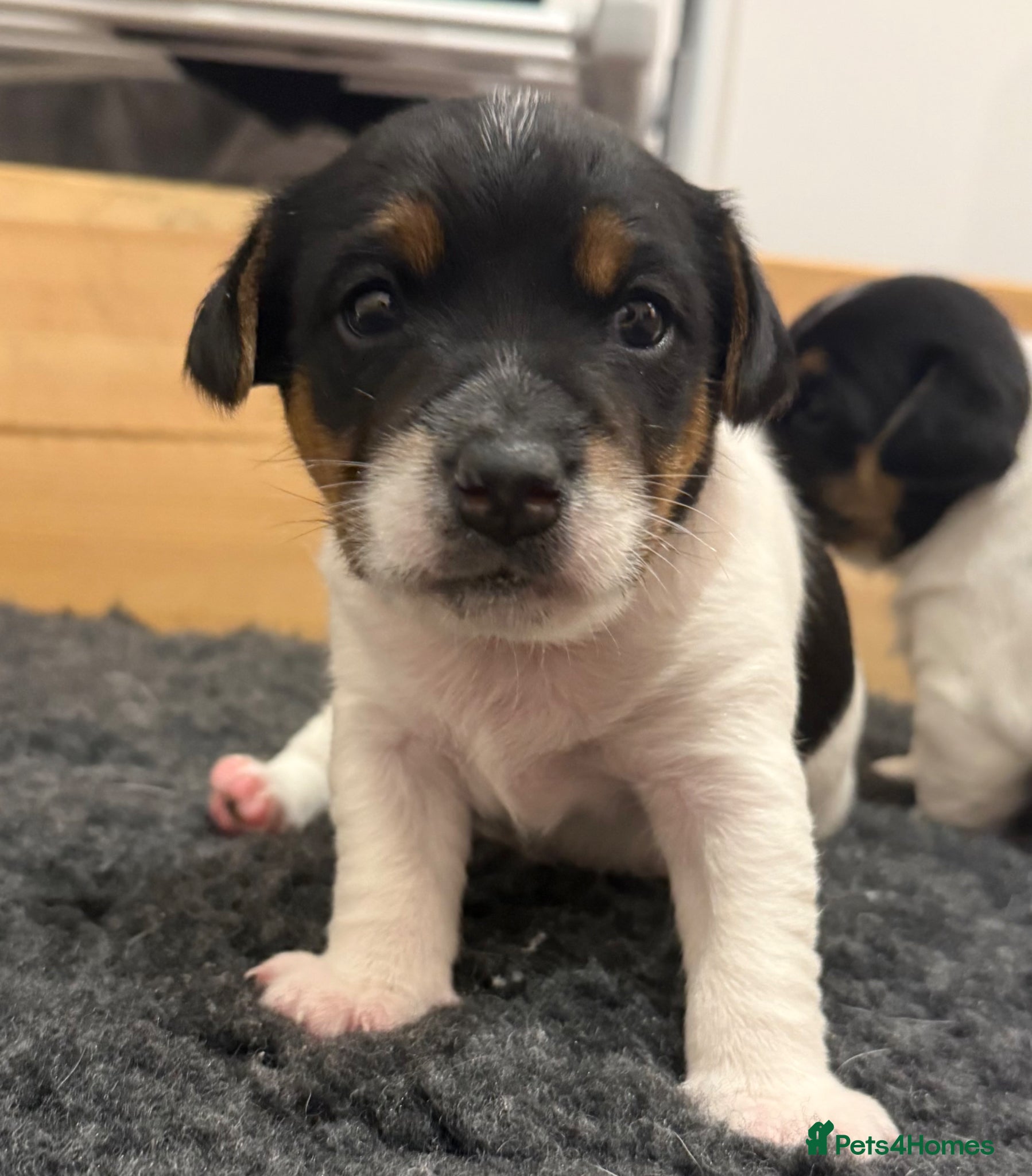 Jack Russell dogs 3 MALE JACK RUSSEL PUPPIES - Advert 1