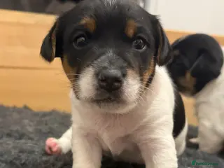 Jack Russell dogs 3 MALE JACK RUSSEL PUPPIES - Advert 1