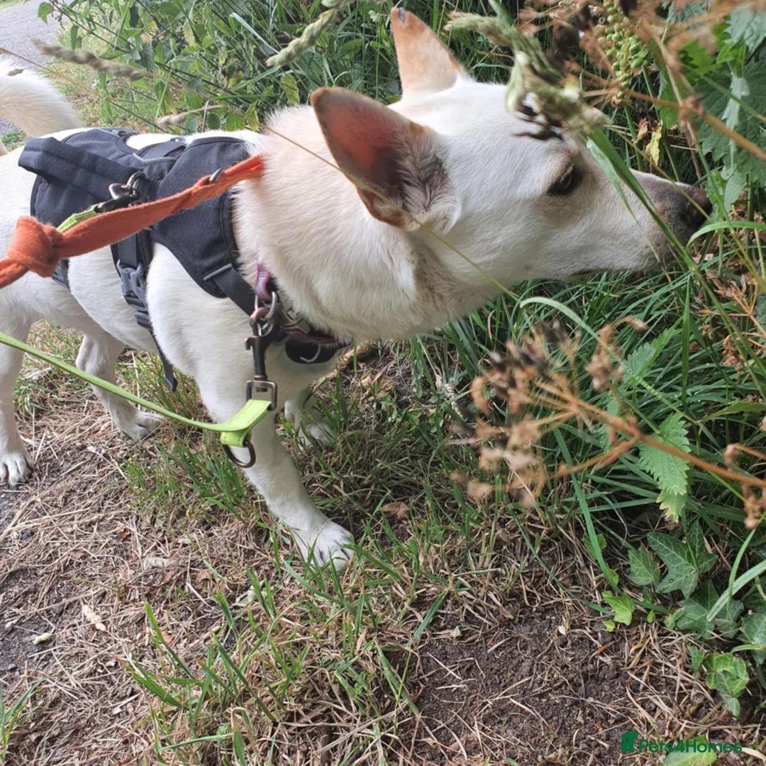 Mixed Breed dogs for adoption: Leo wants a perfect home - Advert 4
