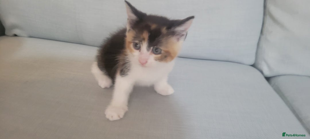 Mixed Breed cats for sale: Little kitten ready 10th August read listing  - Image 8