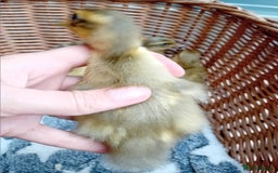 Ducks poultry for sale: Apricot and Mallard Indian Runner Ducklings - Image 13
