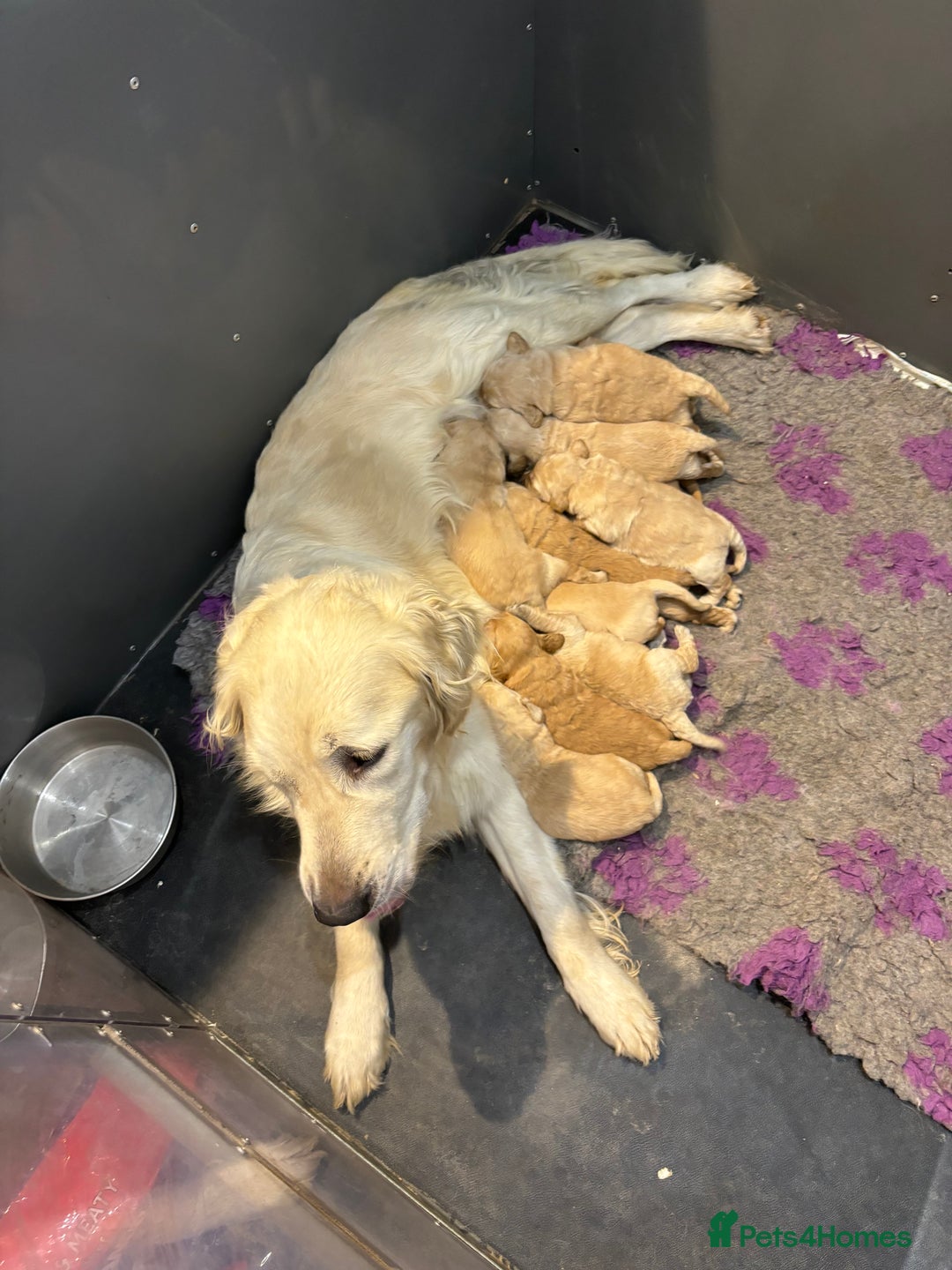 Goldendoodle dogs for sale: Gorgeous F1 Golden Doodles ❤️ - Advert 14