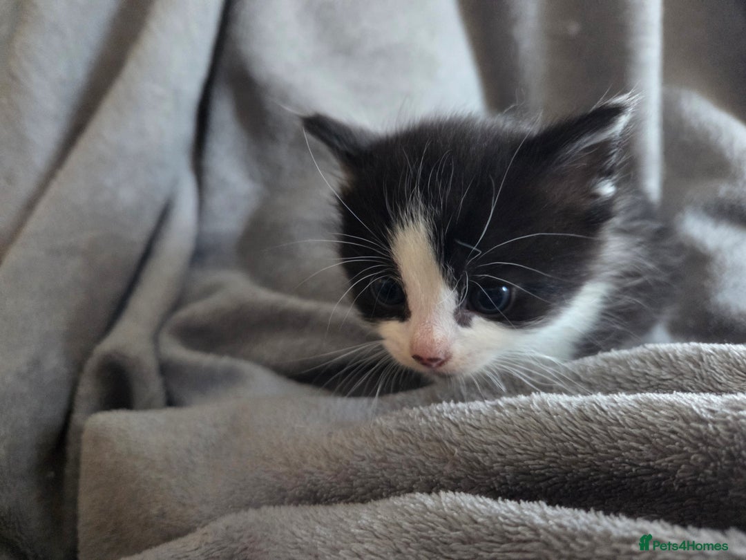 Mixed Breed cats for sale: 5 Fabulous kittens - Advert 27