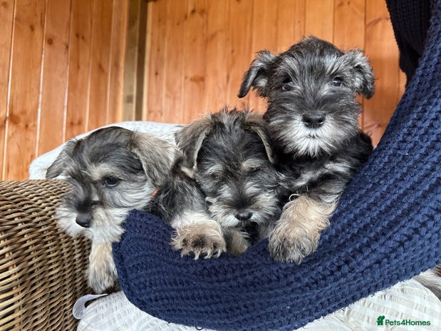 Miniature Schnauzer dogs - Advert 1