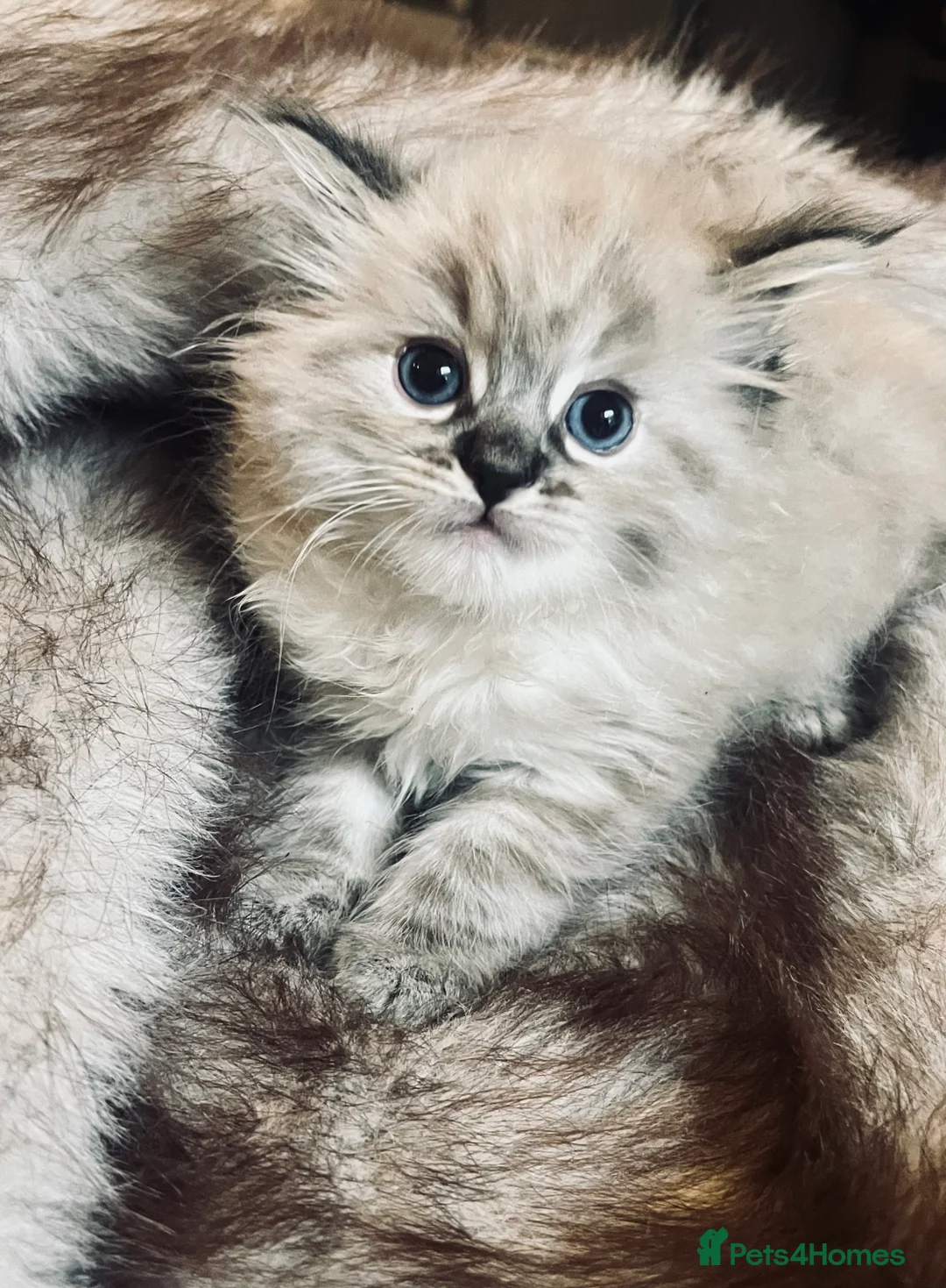 Ragdoll cats for sale: Beautiful ragdoll babies  - Advert 5