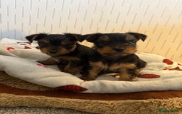 Yorkshire Terrier dogs for sale: Yorkshire Terrier puppies  - Image 13