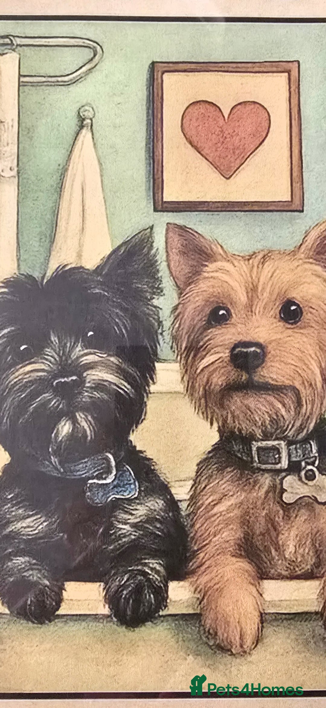 Yorkshire Terrier dogs for sale: Yorkshire terrier  - Advert 17