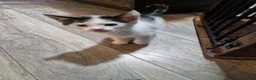 Mixed Breed cats for sale: 6 beautiful kittens ready for new homes - Advert 18