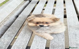 Pomeranian dogs for sale: Pomeranian fluffy Boys  - Image 8
