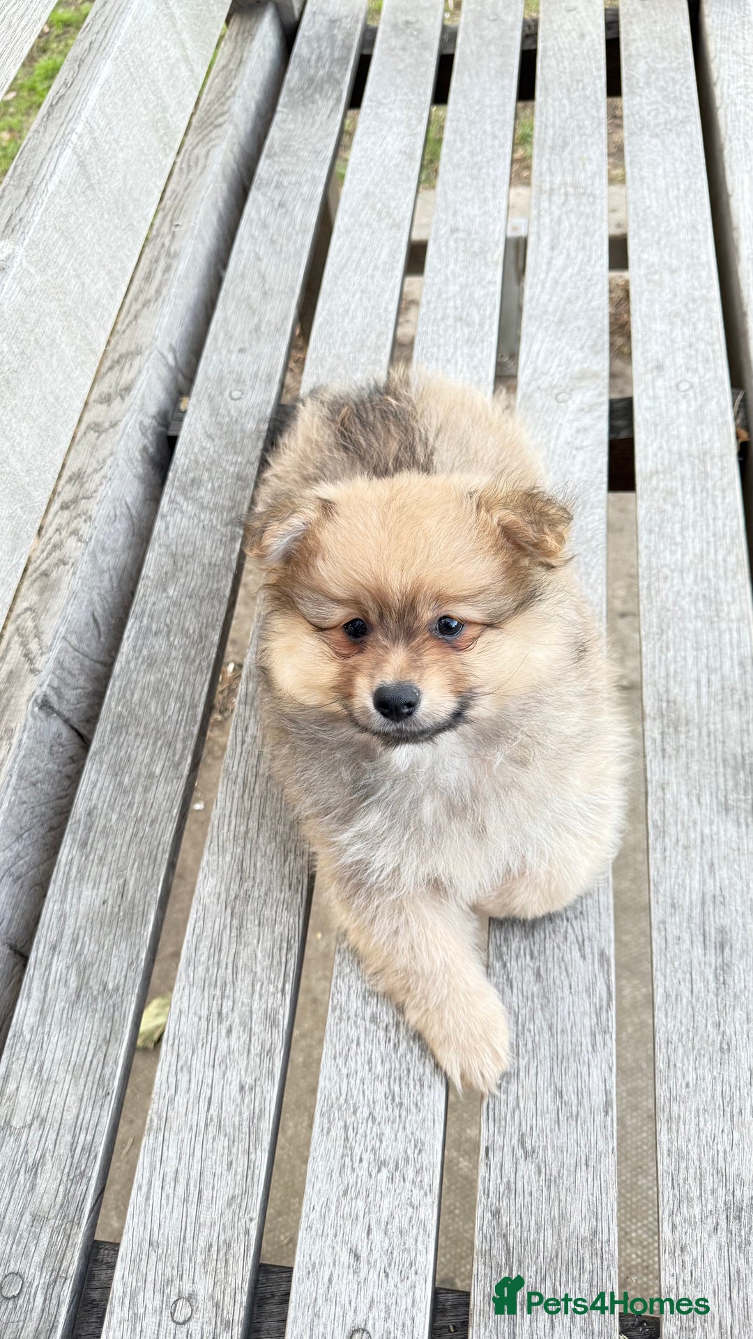 Pomeranian dogs for sale: Pomeranian fluffy Boys  - Image 8