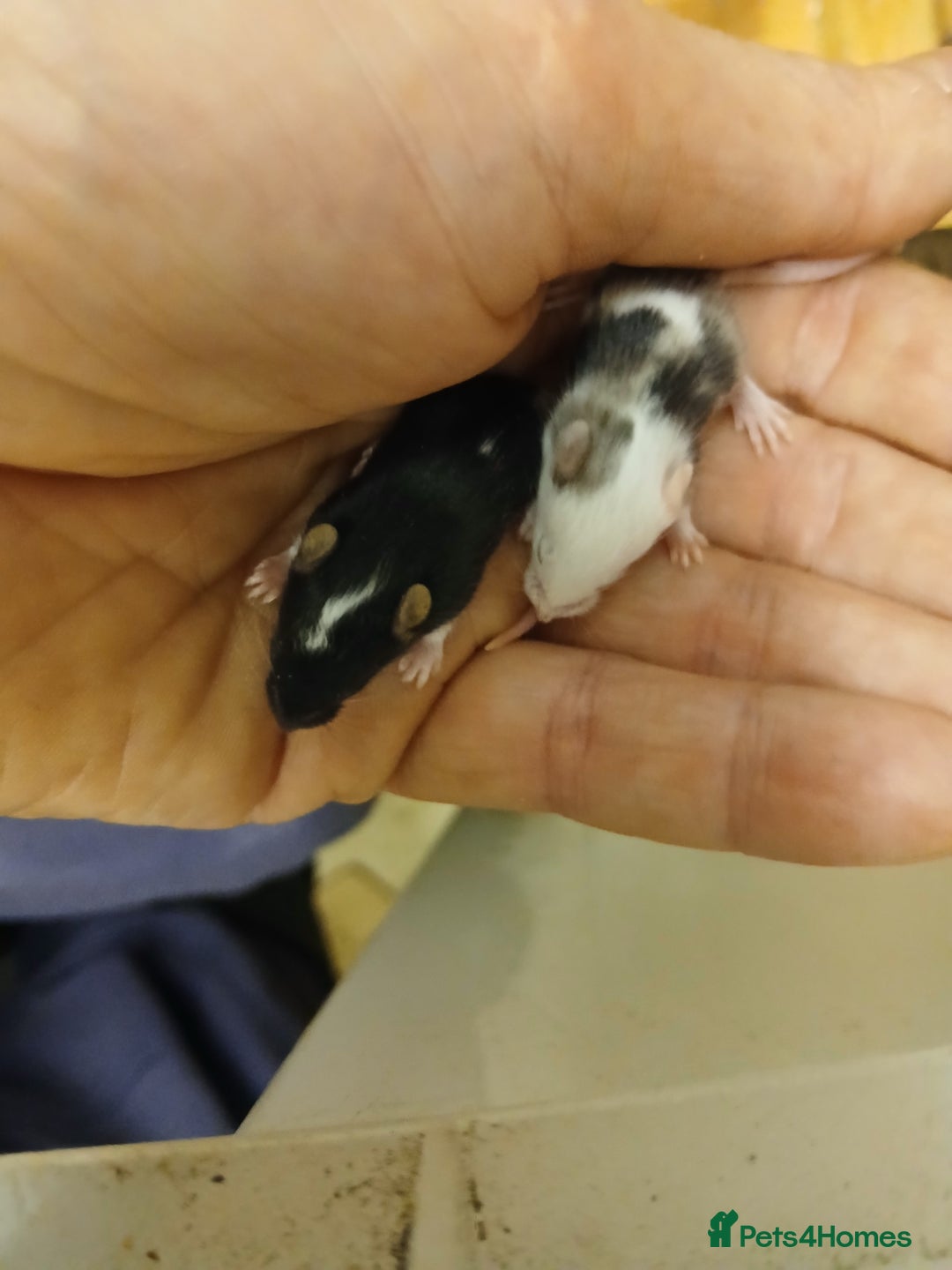 Mouse rodents for sale: <:3)~~~~ * baby pet fancy mice ! * <:3)~~~~ - Advert 4