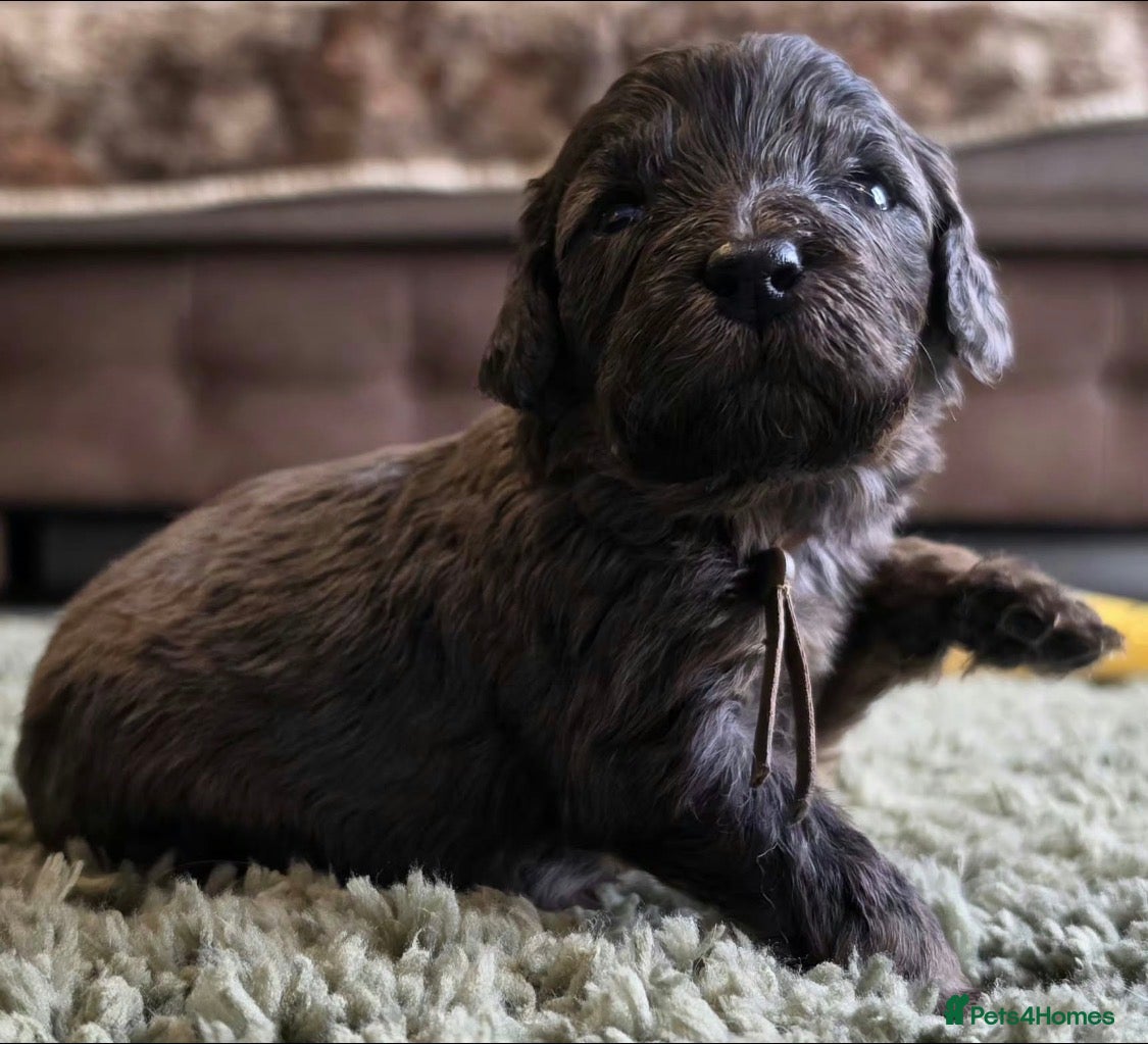 Goldendoodle dogs for sale: Miniature Golden Doodle - Advert 2