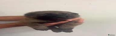 German Shepherd 8