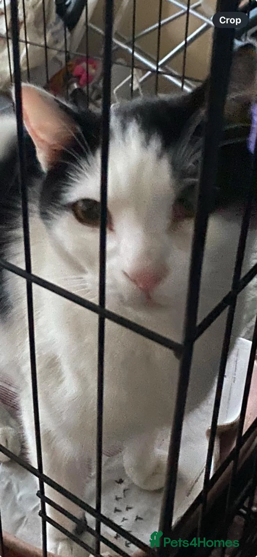 Domestic Shorthair cats for adoption: Rescue male cat desperate for home of his own - Advert 2