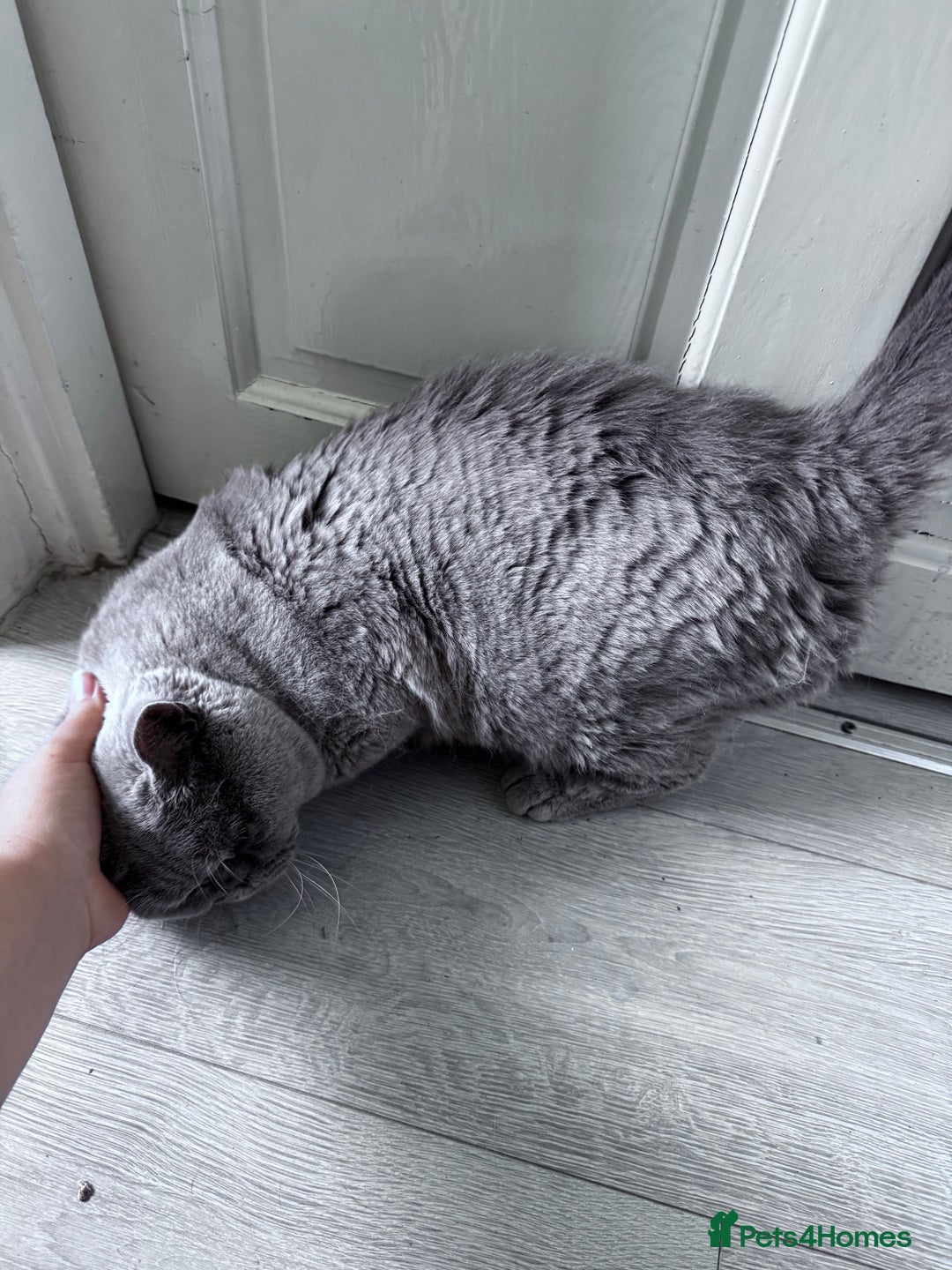 Mixed Breed cats for adoption: FREE rescue cats  looking for a new home  - Image 16