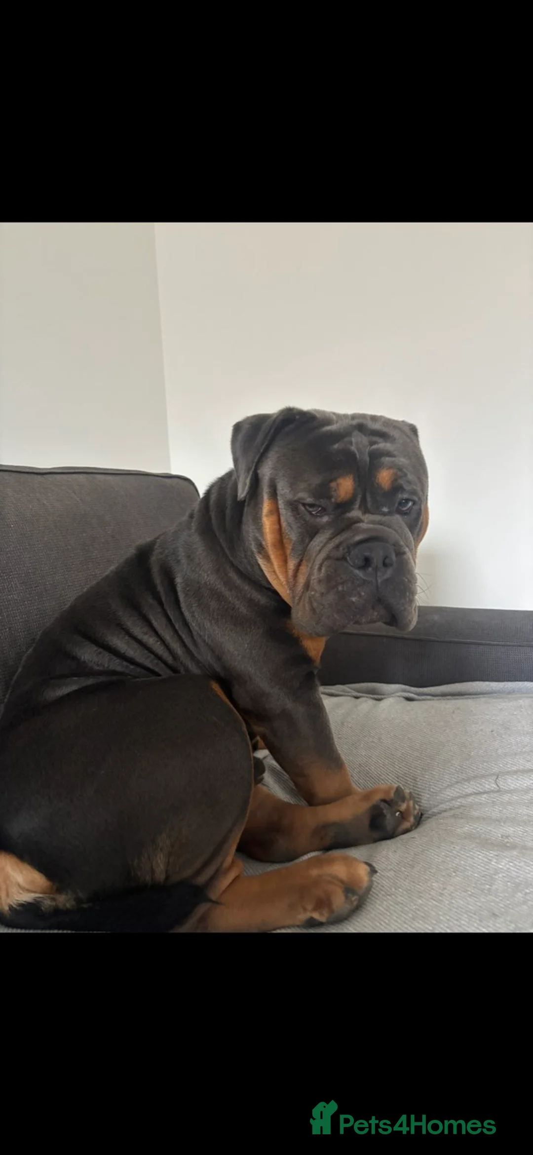 Olde English Bulldogge dogs for sale: Benny  - Advert 5