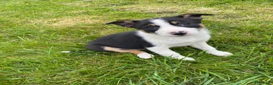 Border Collie Puppy 4