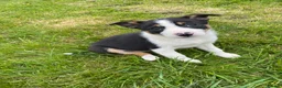 Border Collie dogs for sale: Tricoloured Border Collie Puppies - Advert 14