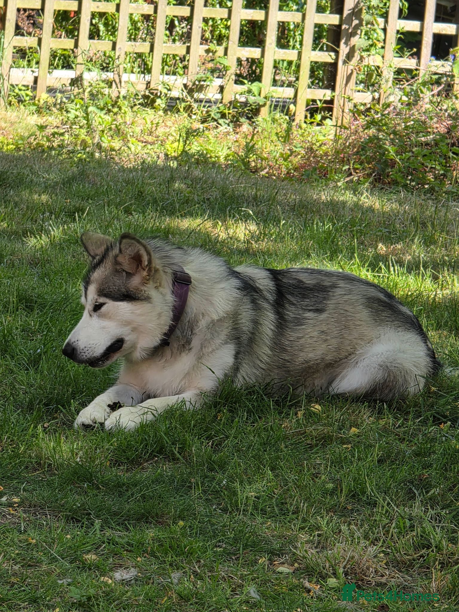 Alaskan Malamute dogs Female alaskan malamute  - Advert 3